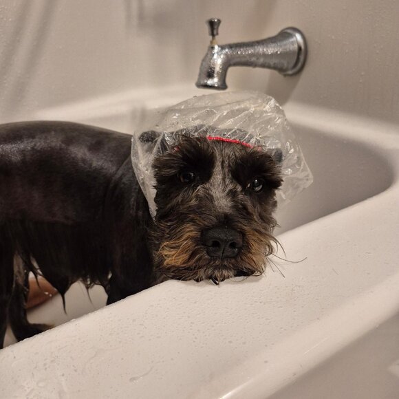 Meet your Posher, Carol - Picture 1 of 1